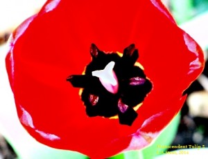 Trancendent Tulip #5