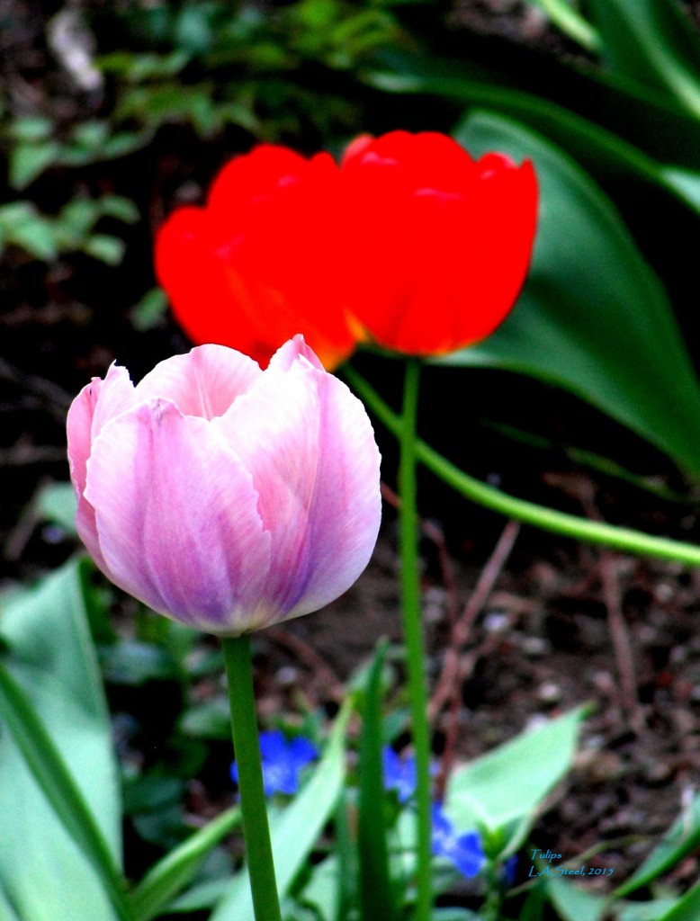 Tulips 2015