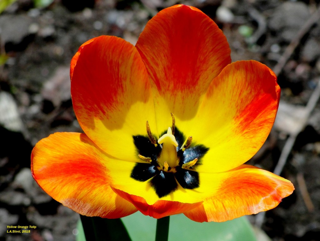 Yellow Orange Tulip 2015