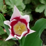 white red tulip 2015