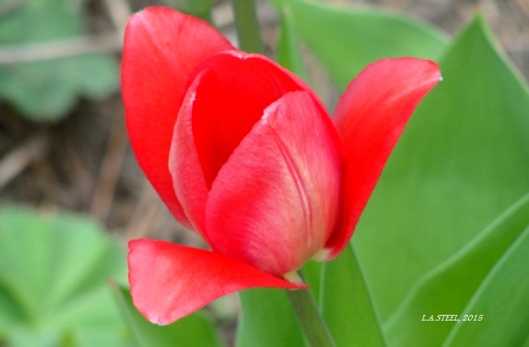 bright red tulip