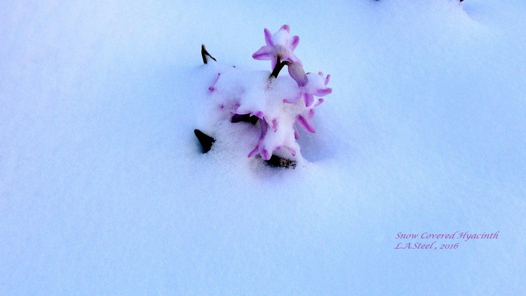snow covered hyacinth 4