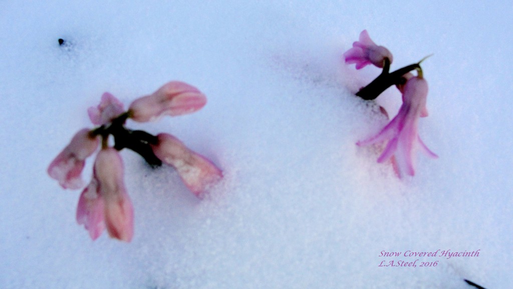 snow covered hyacinth 5