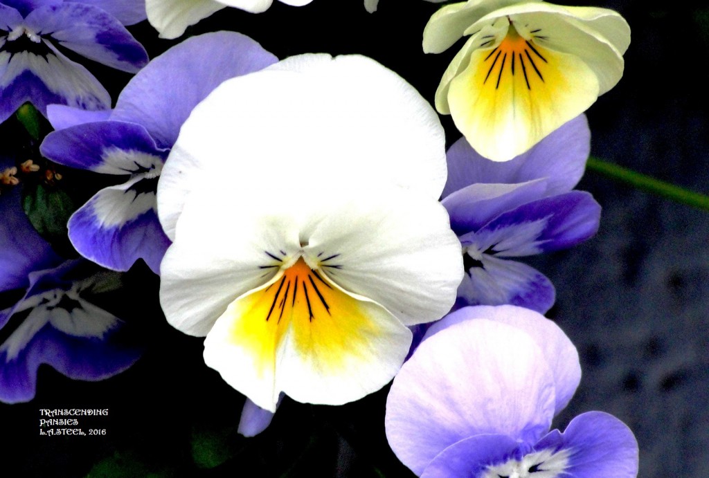 TRANSCENDING PANSIES 20166 2