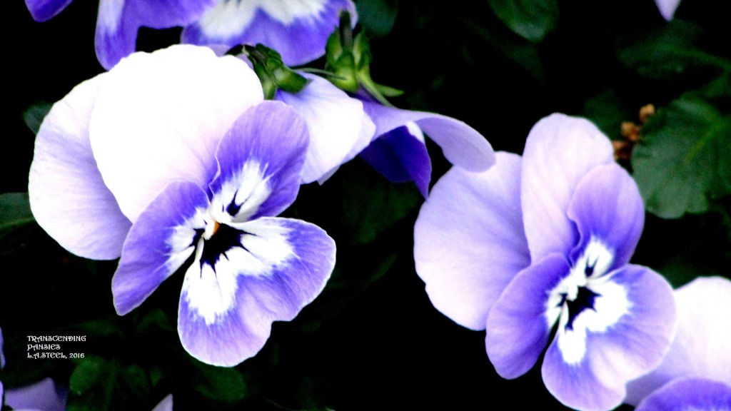 TRANSCENDING PANSIES 4