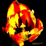 orange yellow tulip 2016