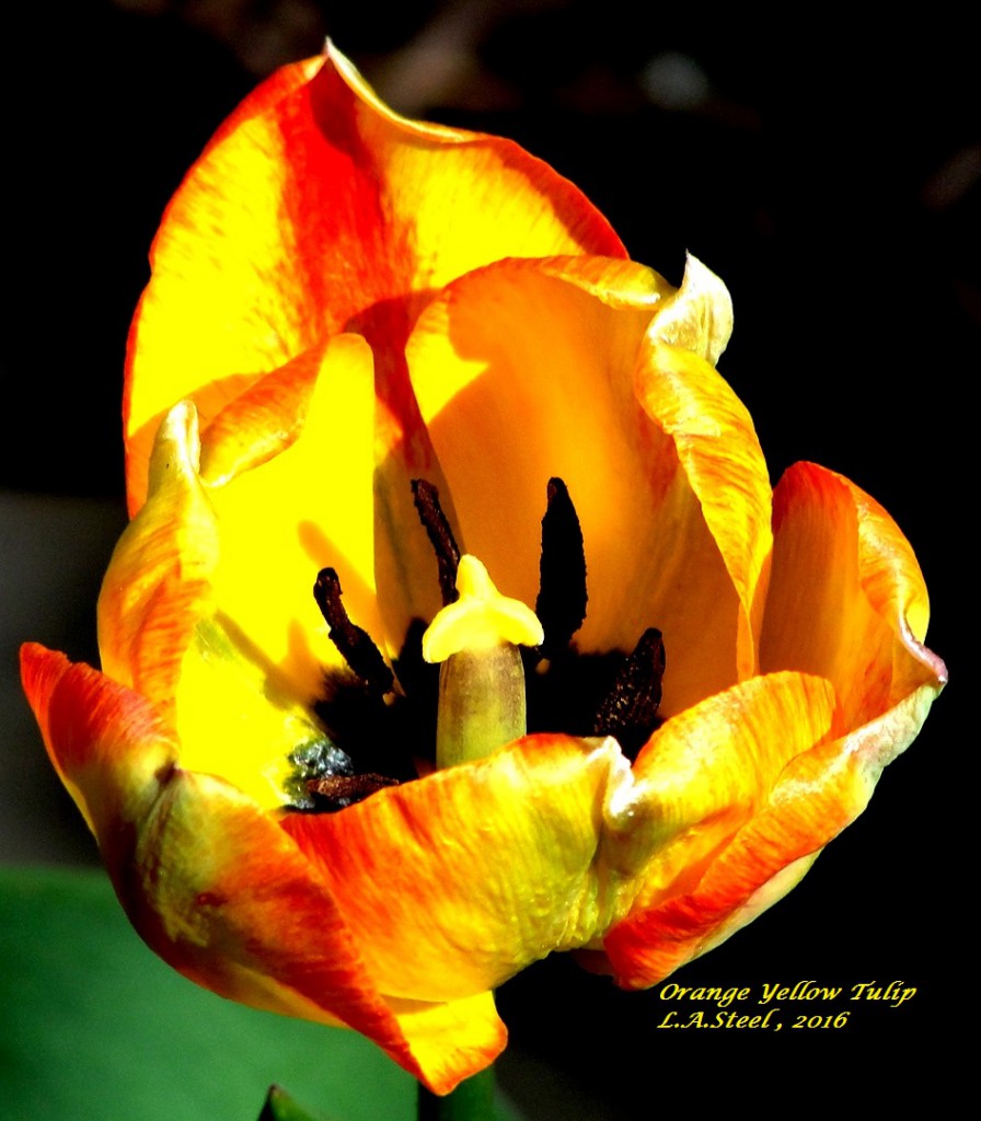 orange yellow tulip