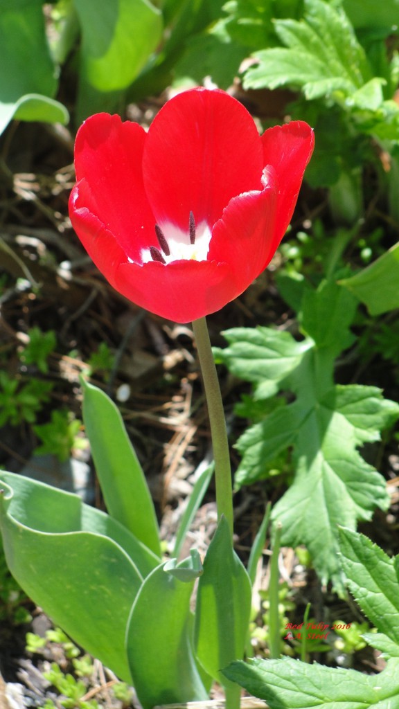 red tulip 2016 2