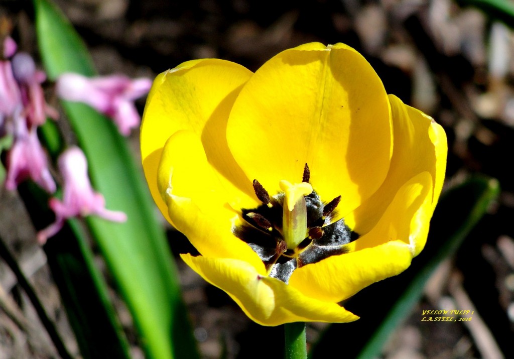 yellow tulip 2016  1