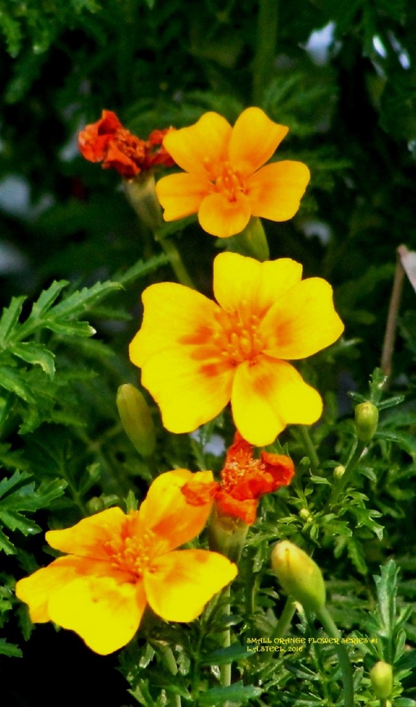 small orange flowers 2016