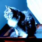 blue-shadow-cat-2016