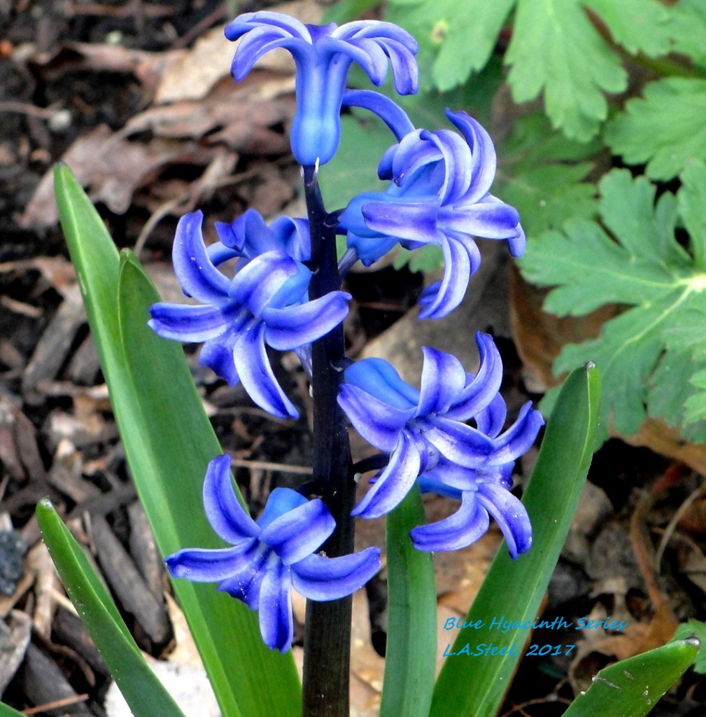 blue Hyacinth Series 2017