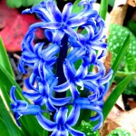 blue hyacinth 6 2017