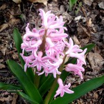 pink hyacinth 2017