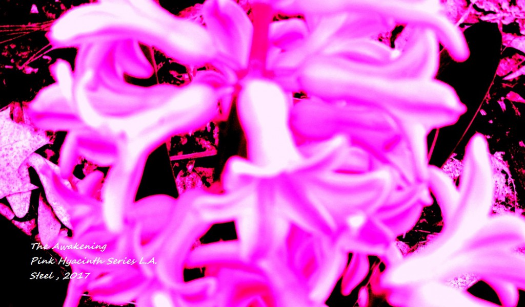 pink hyacinth 5 the awakening