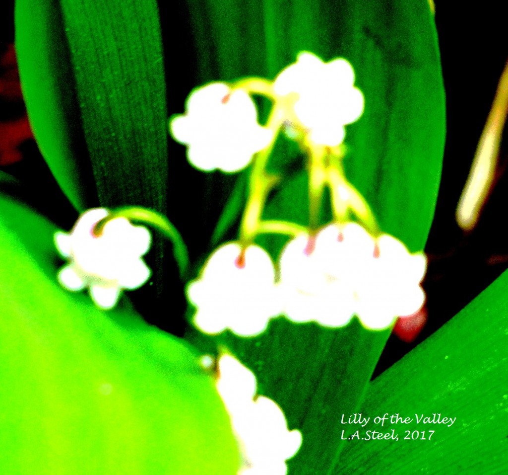 lilly of the valley 2017