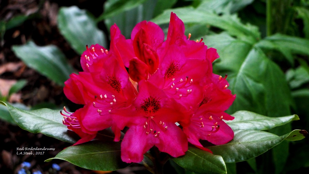 red rhododendrums 2017