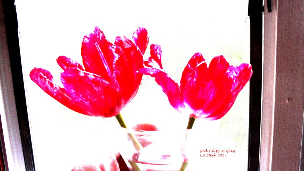 red tulips in glass 10 2017