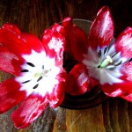 red tulips in glass 7 2017