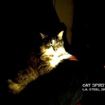 CAT SPIRIT 2015