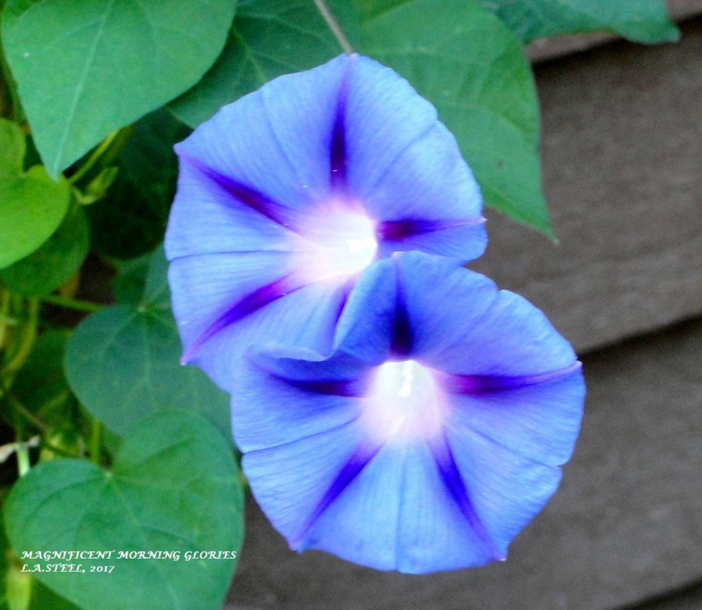 MAGNIFICENT MORNING GLORIES 2017