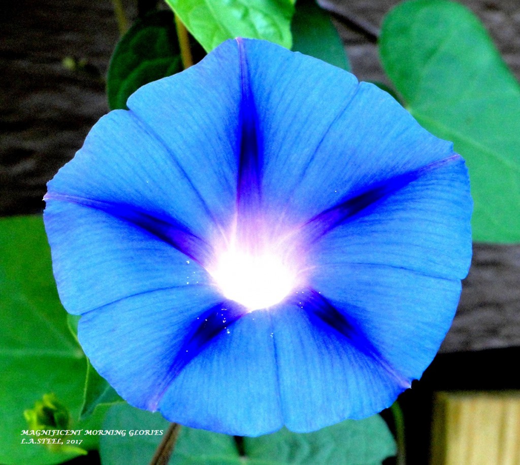 MAGNIFICENT MORNING GLORIES 2017.jpg 3