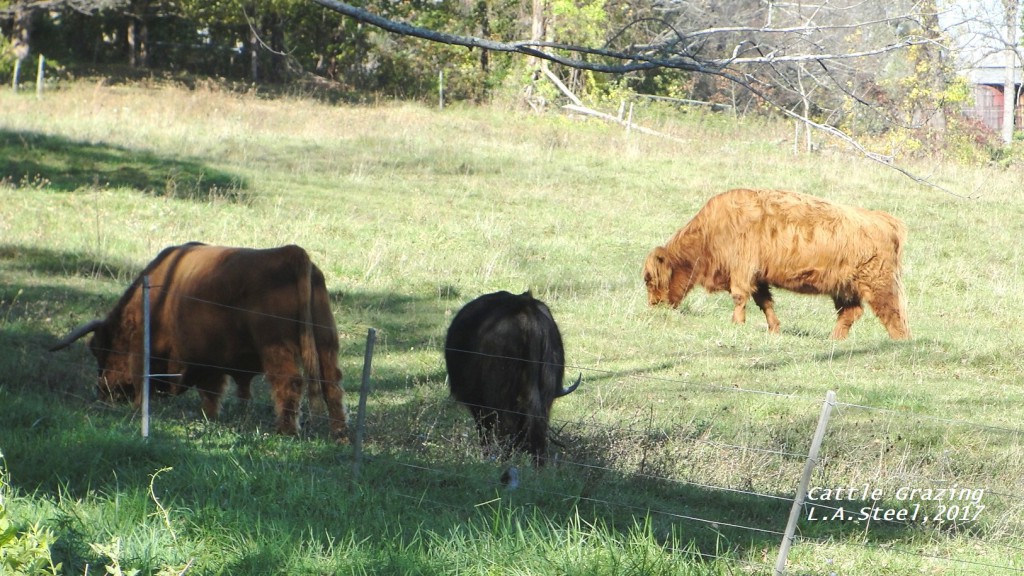 grazing cattle series 4 2017