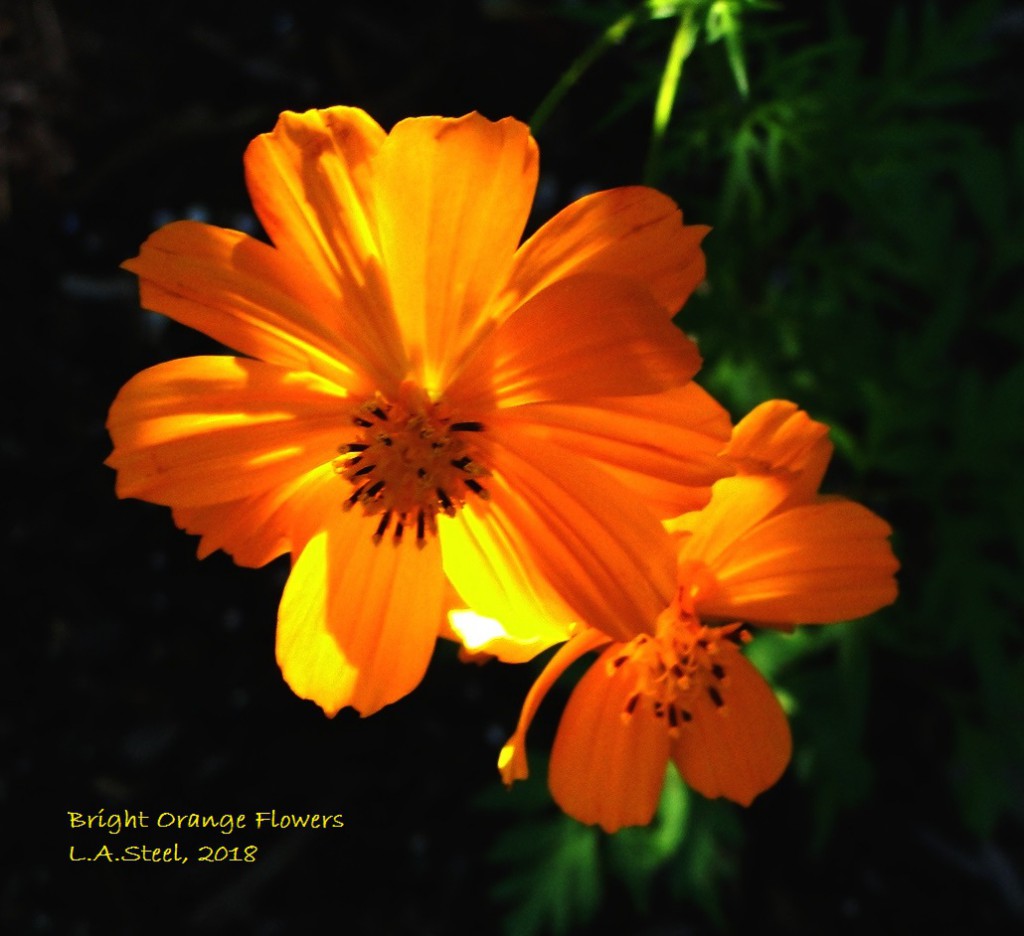 bright orange flowers 2018