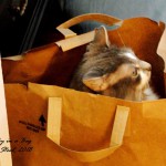 pinky in a bag 1 2018