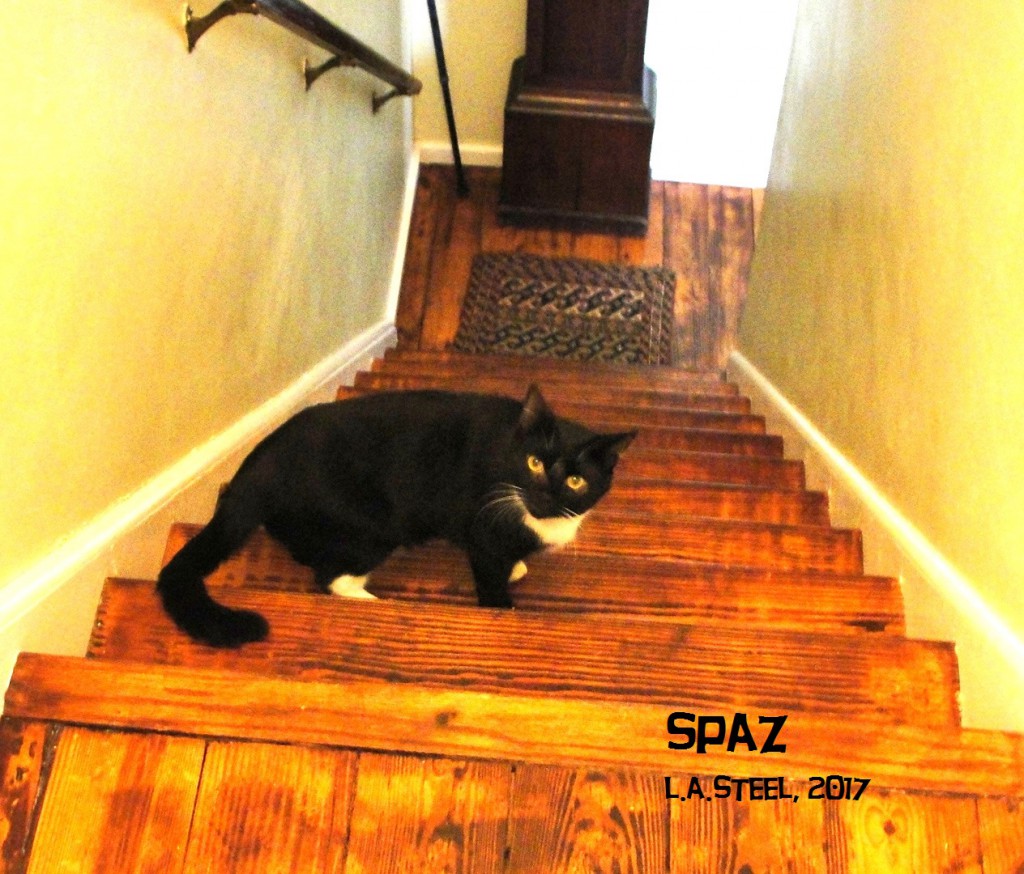 spaz 1 2017