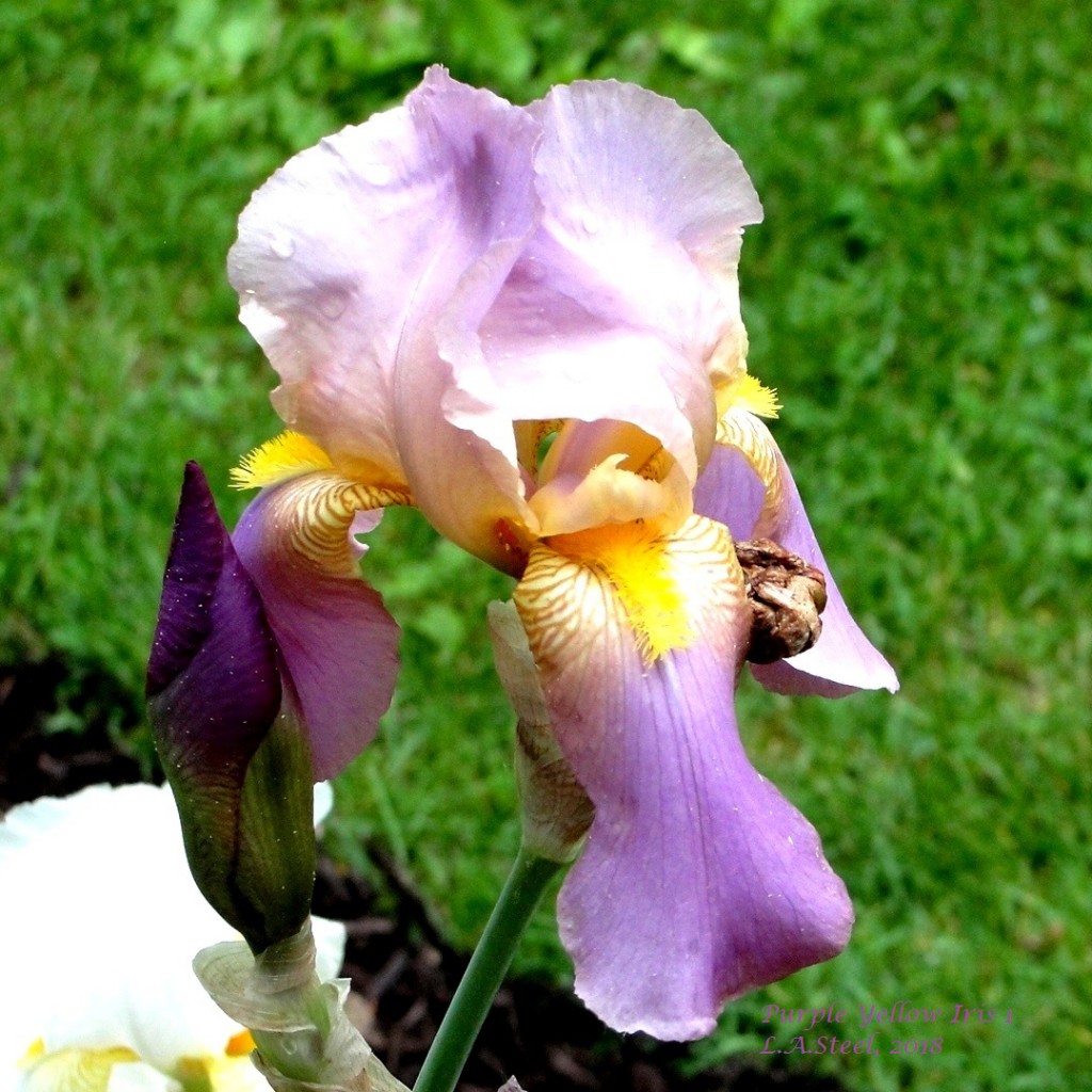 purple yellow iris 1 2016