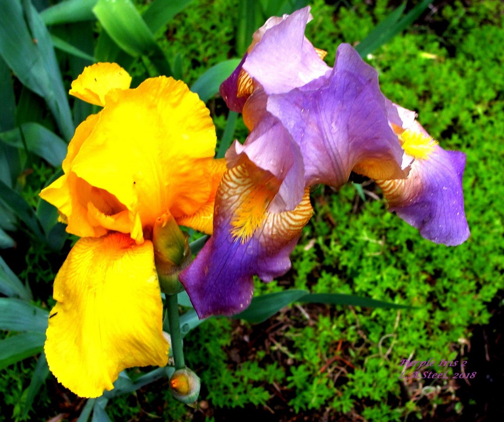 purple yellow iris 2 2016