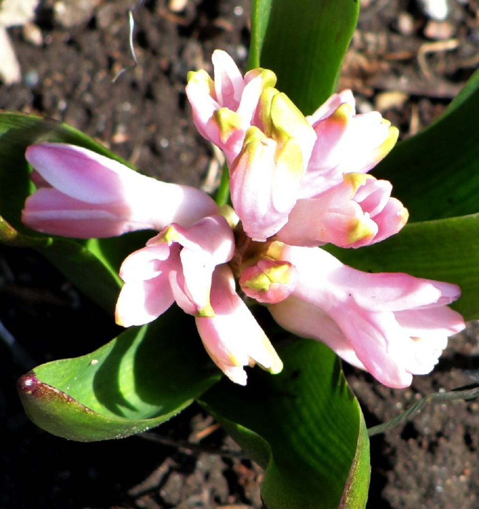 april garden 2018 series pink hyacinth