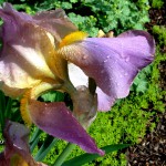 purple yellow iris 2 2018