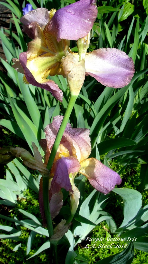 purple yellow iris 2018