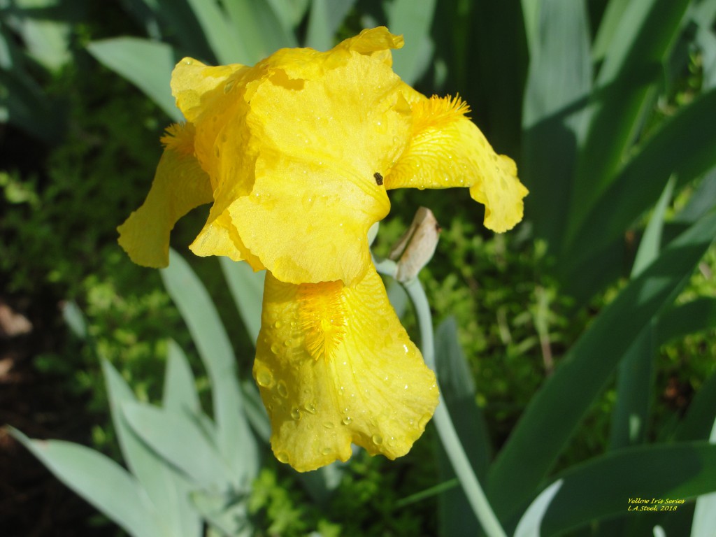 yellow iris series 1 2018
