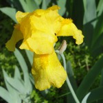 yellow iris series 1 2018