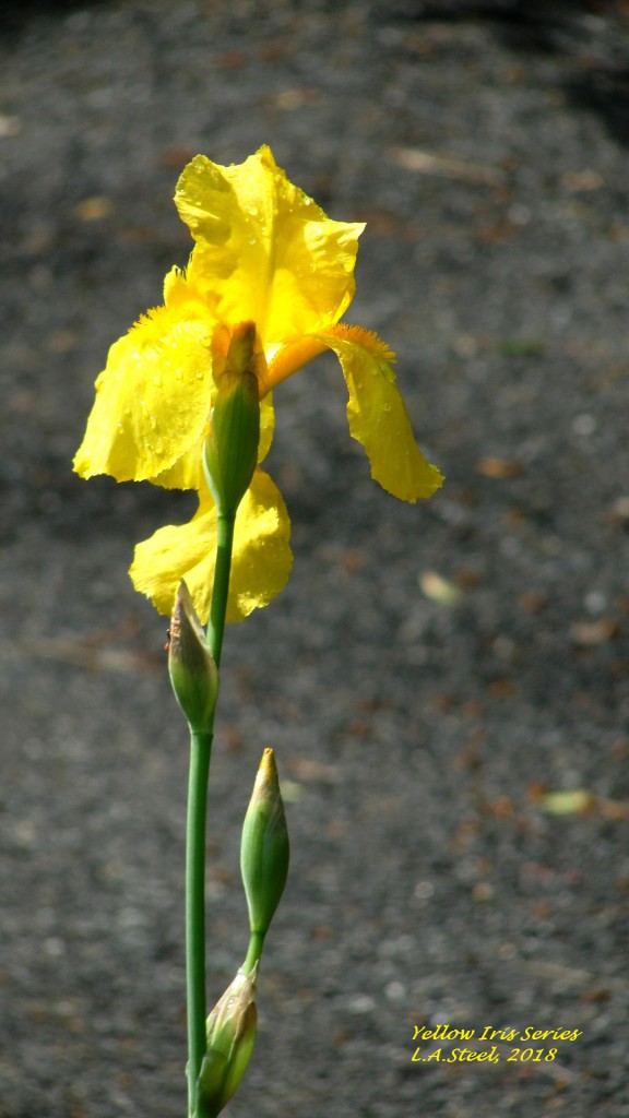 yellow iris series 4 2018