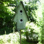 backyard bird house series 2018.jpg 1