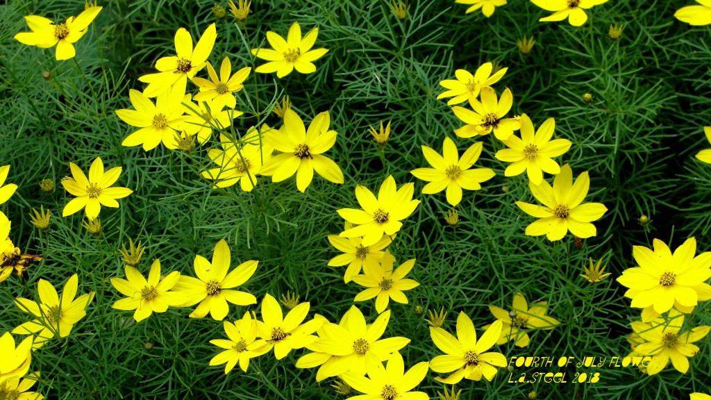 fourth of july flowers 11 2018 DSC07364