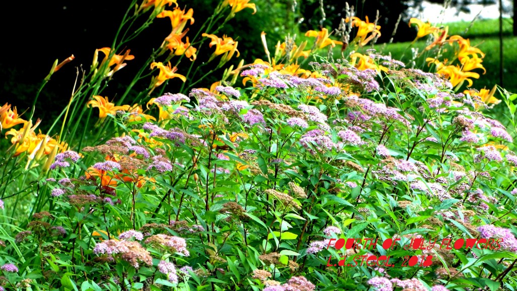 fourth of july flowers 2018 18 DSC07364