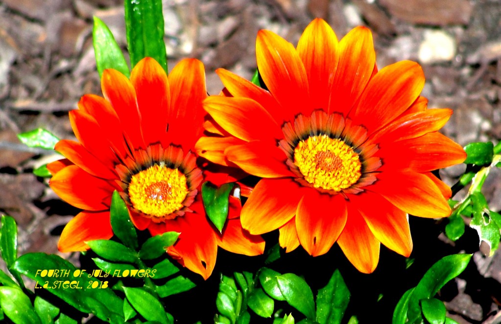 fourth of july flowers 2018 21 DSC07364