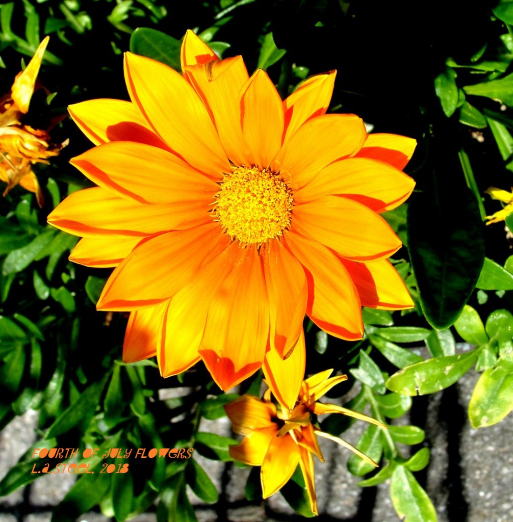 fourth of july flowers 2018 22 DSC07364