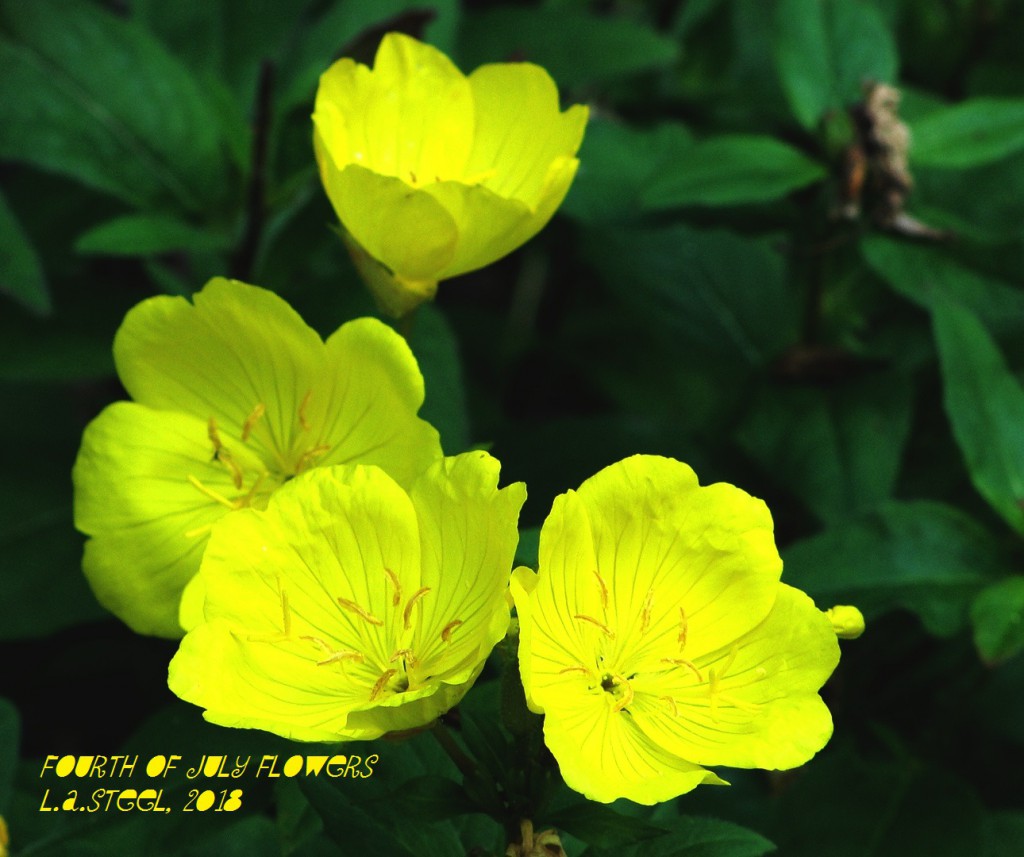 fourth of july flowers 5 2018 DSC07364