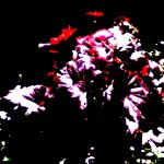 red leaf begonia 2 2018