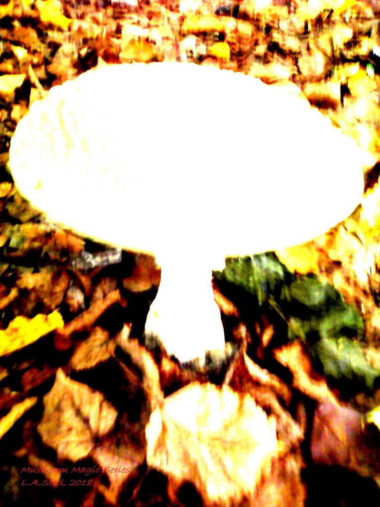 Mushroom Magic 2018