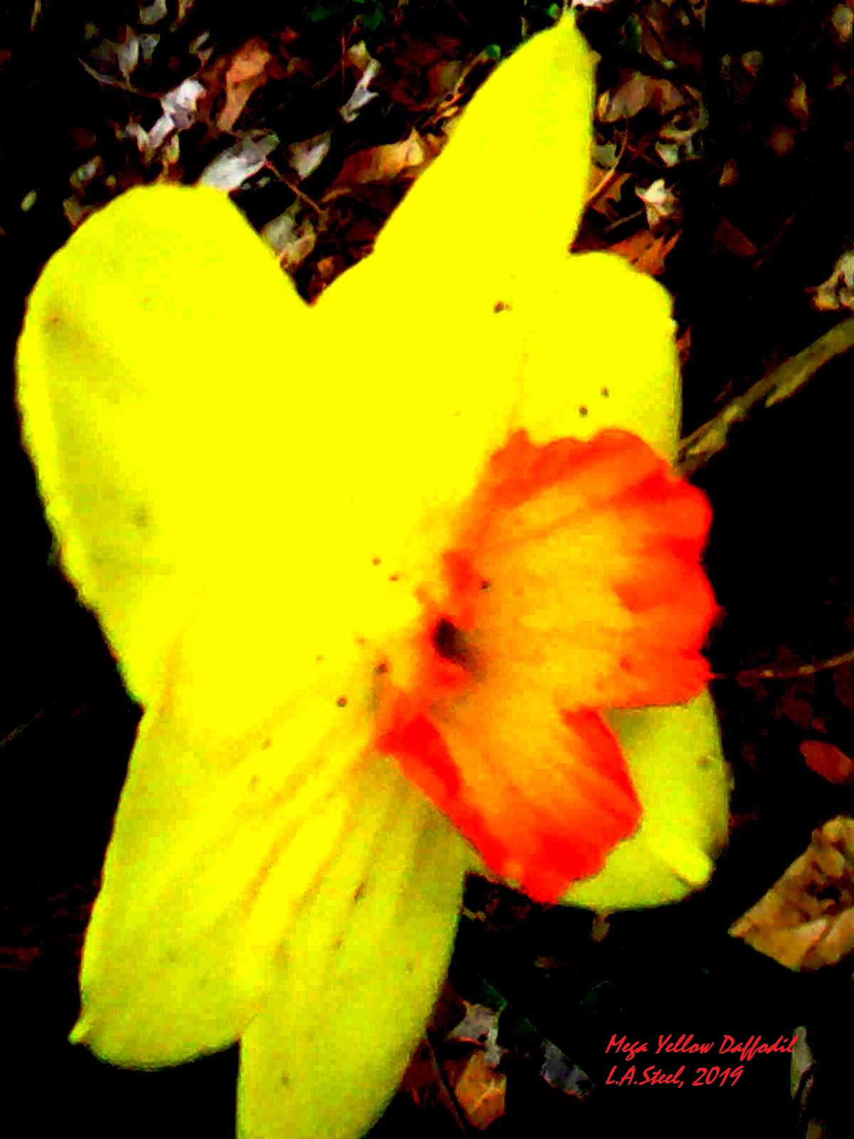 mega yellow daffodil 2