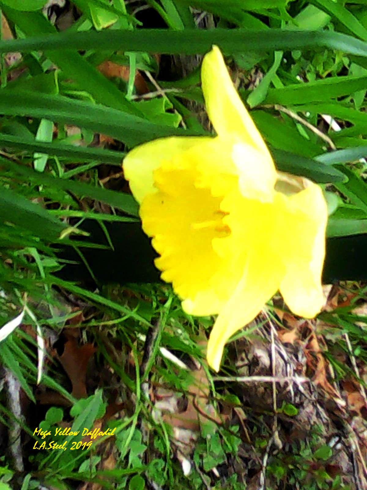 mega yellow daffodil 5