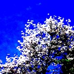 tree blossoms 2019
