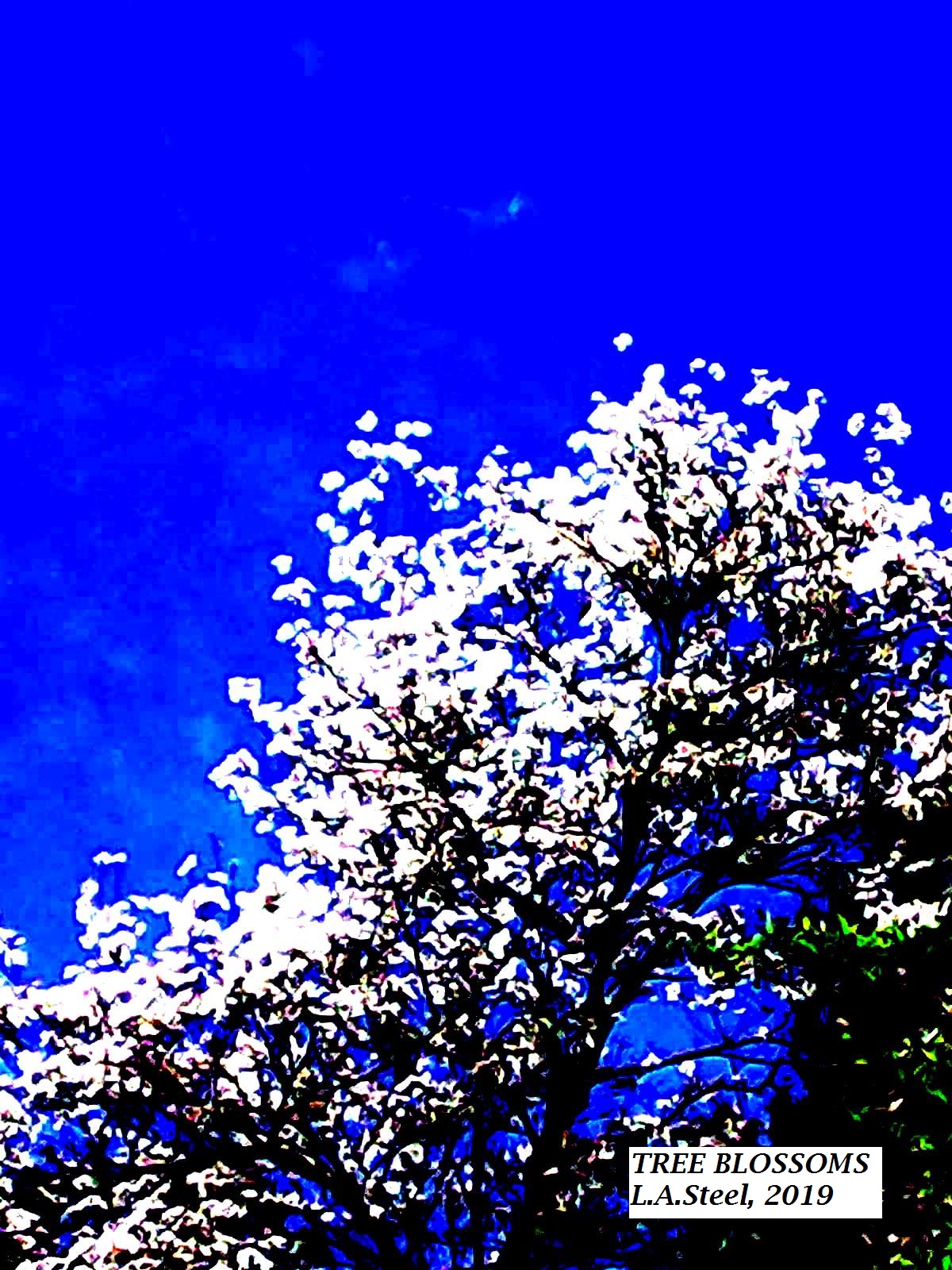 tree blossoms 2019
